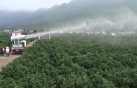 廣西賀州大型果園林植保除蟲